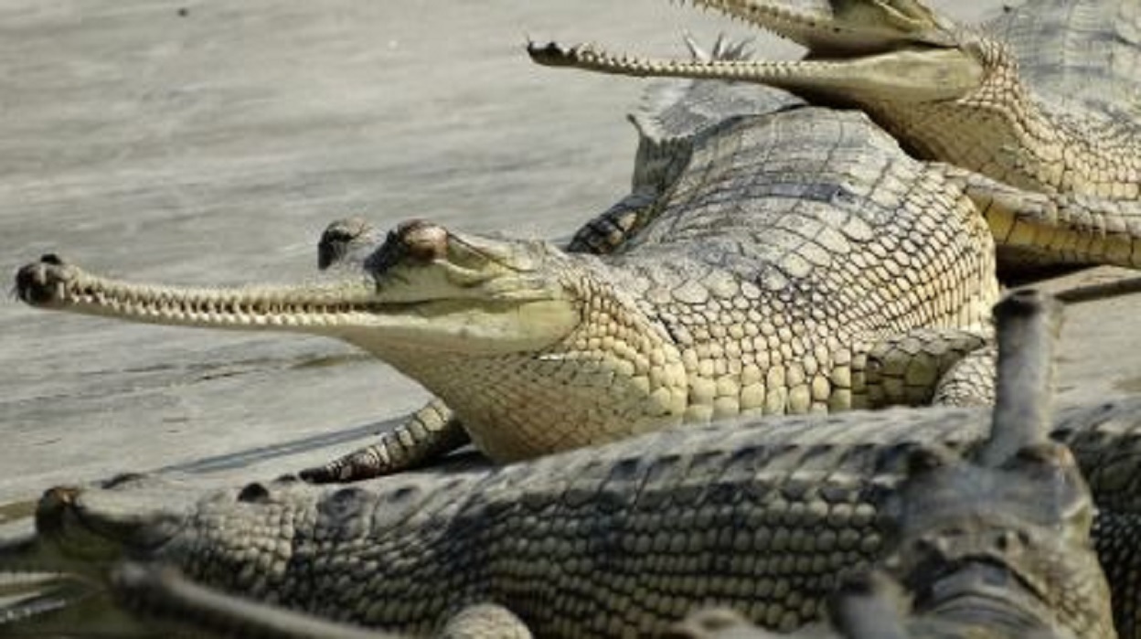 गोही प्रजनन केन्द्रमा भालेको अभाव